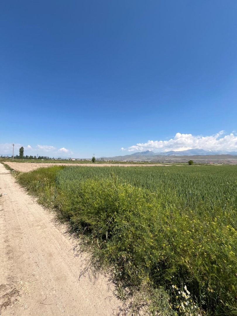 KAYSERİ DEVELİ SİNDELHÖYÜK MAHALLESİ TAŞLIYER MEVKİİNDE SATILIK TARLA
